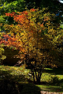 Amelanchier canadensis - muchovník kanadský - celek podzim